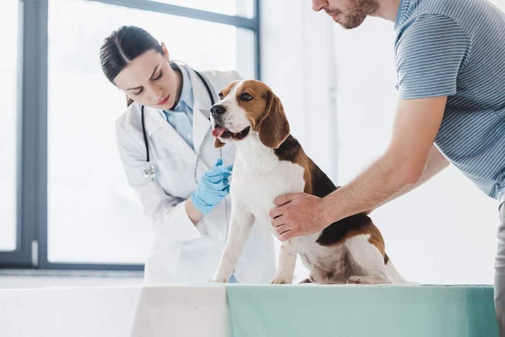 A veterinarian and pet owner examining a dog together