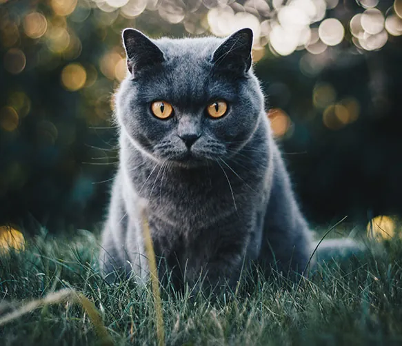 A calm gray cat sitting in grass at dusk