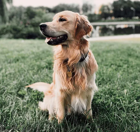 A calm, healthy golden retriever outdoors