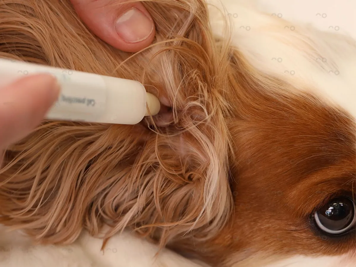 Owner applying Allibre cream from a pen to the inside of a dog's ear flap