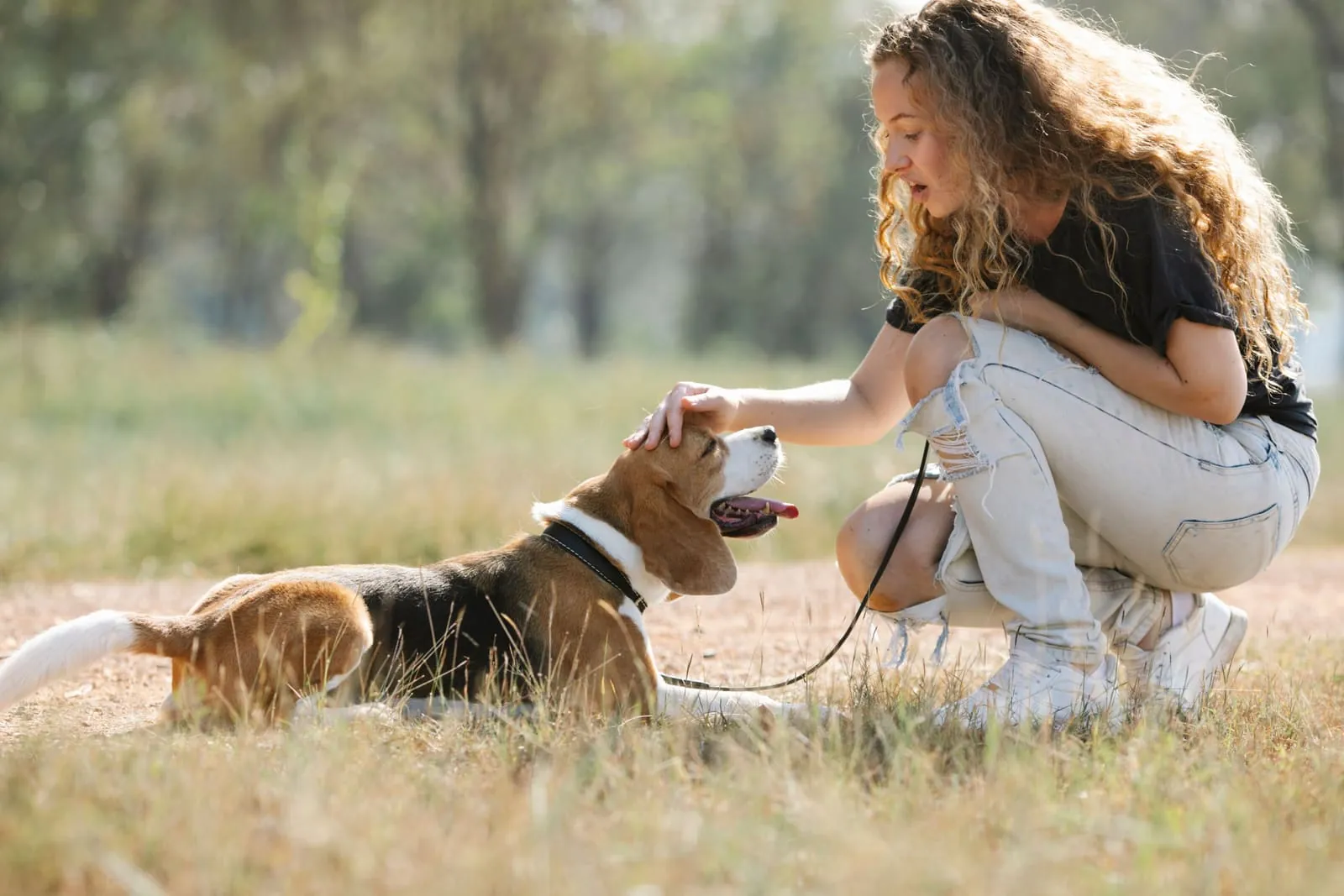 Owner crouching to pet a beagle outdoors