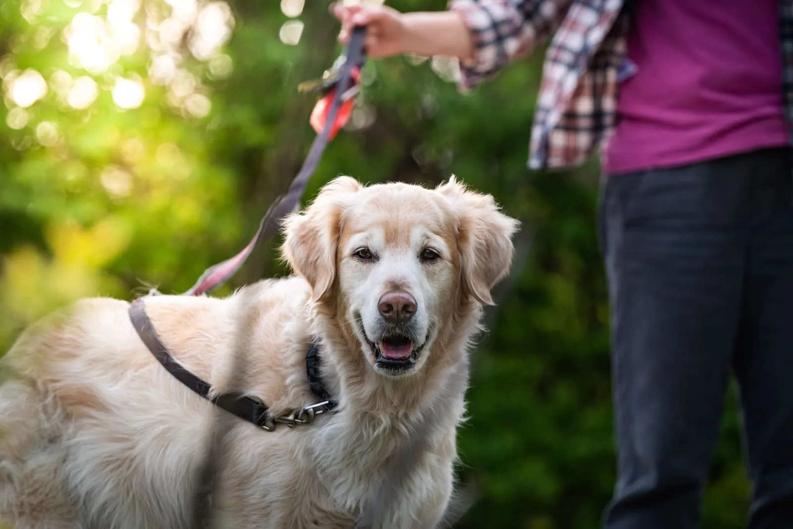 Golden retriever on a leash outdoors, the picture of a dog whose allergy symptoms are well managed