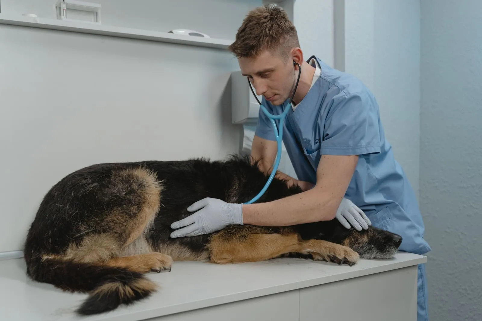 Veterinarian examining a German Shepherd