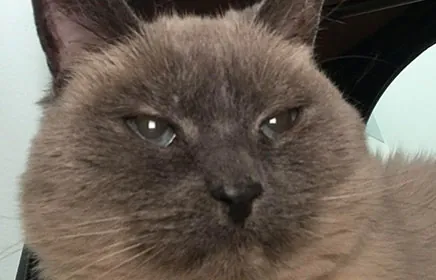Reba, Amanda's beloved pet cat.